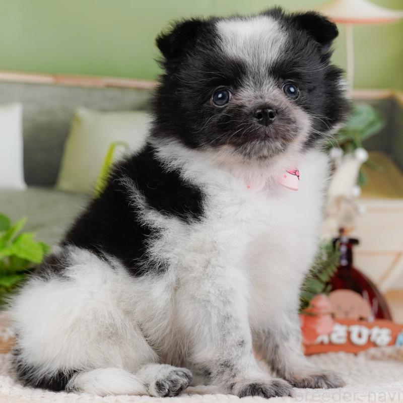 販売中ののポメチワ:ポメラニアン×チワワ-428777