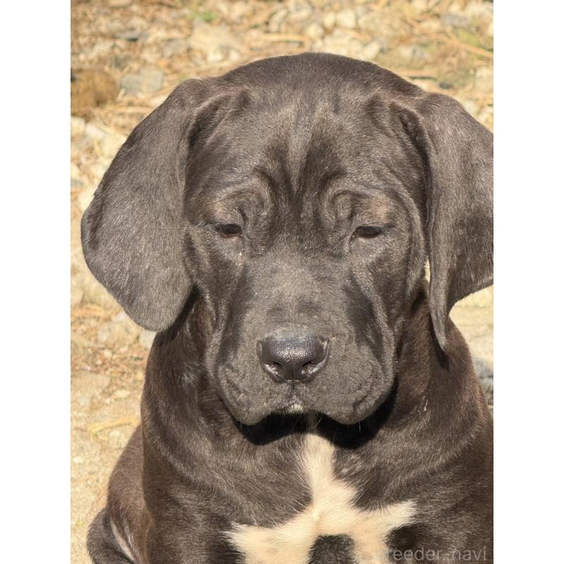 販売中の佐賀県の土佐犬-428779の3枚目