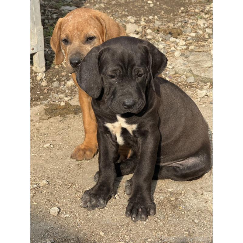 販売中の佐賀県の土佐犬-428779の2枚目