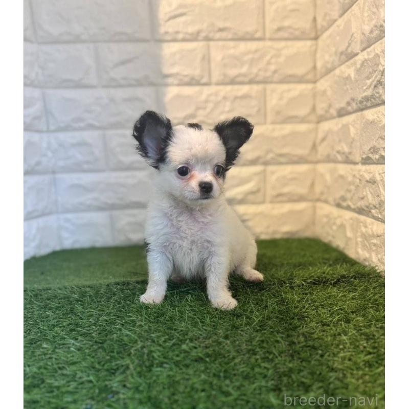 成約済の東京都のチワワ(ロングコート)-426174の5枚目