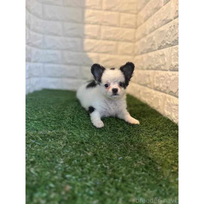 成約済の東京都のチワワ(ロングコート)-426174の3枚目