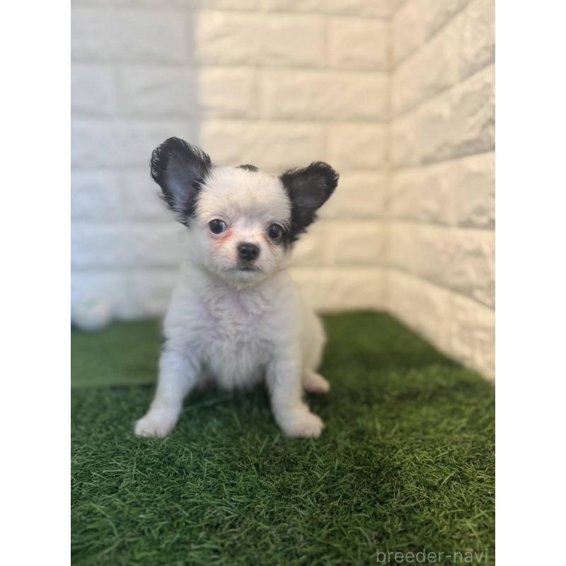 成約済の東京都のチワワ(ロングコート)-426174の2枚目