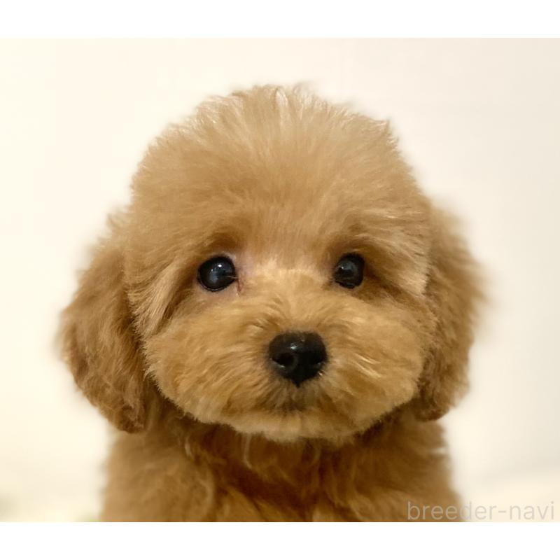 販売中の静岡県のトイプードル-426640の3枚目