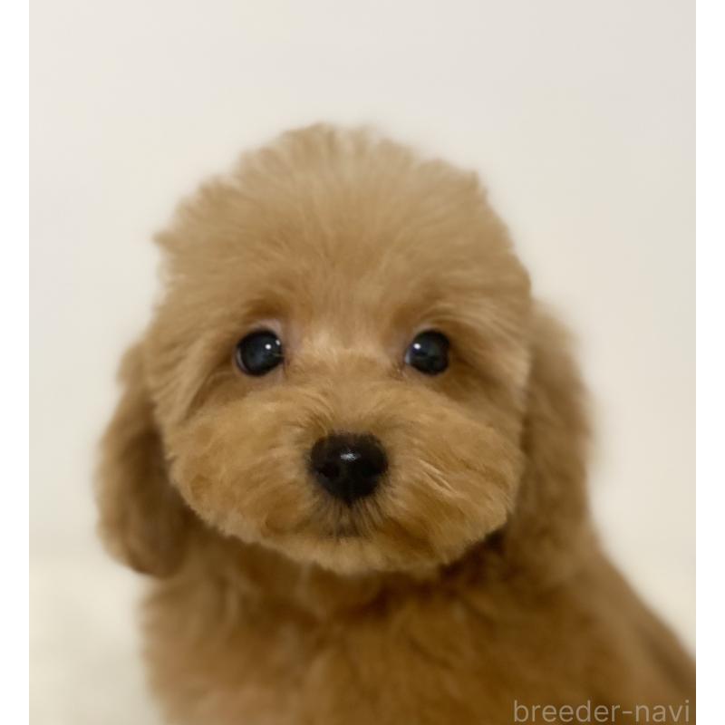 販売中の静岡県のトイプードル-426640の2枚目