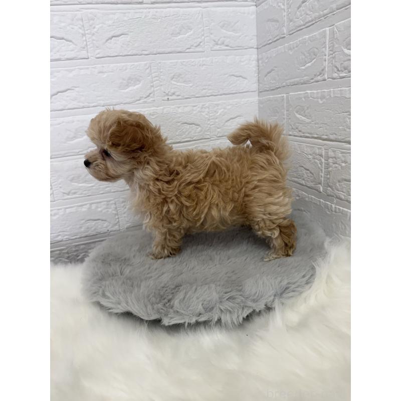 販売中の東京都のポメプー:ポメラニアン×トイプードル-428778の6枚目