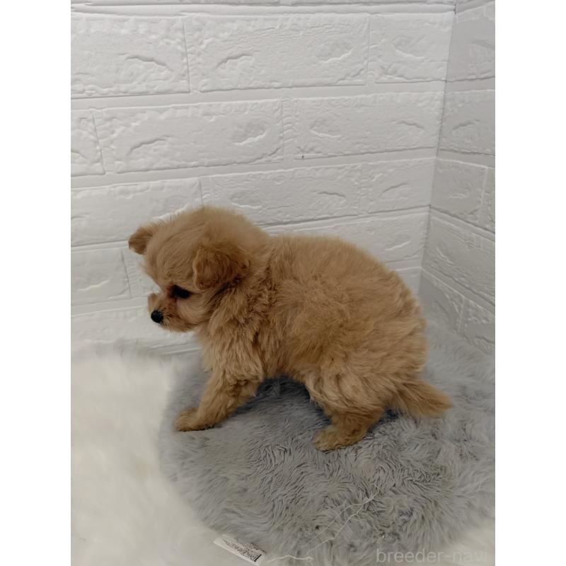 販売中の東京都のポメプー:ポメラニアン×トイプードル-428778の5枚目