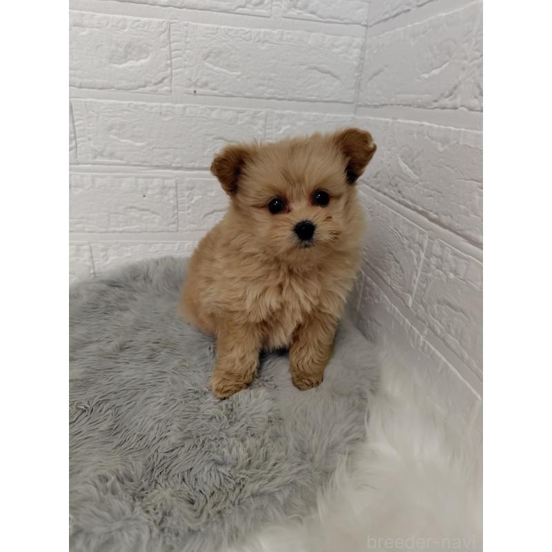 販売中の東京都のポメプー:ポメラニアン×トイプードル-428778の2枚目