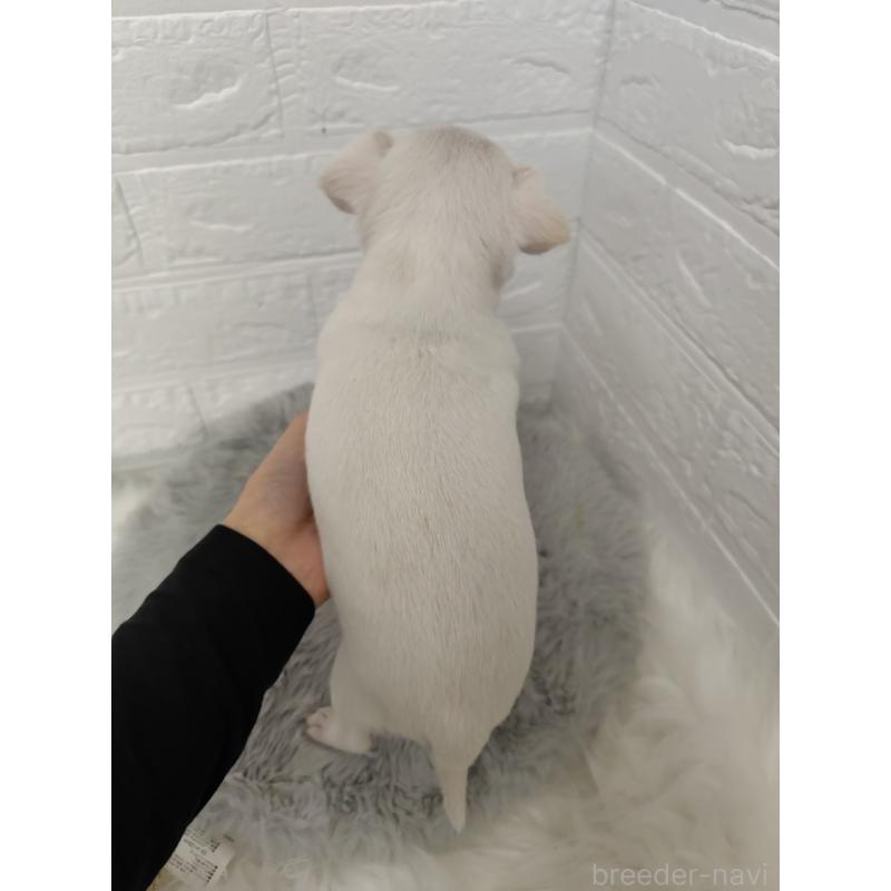 販売中の東京都のチワワ(スムースコート)-428781の8枚目