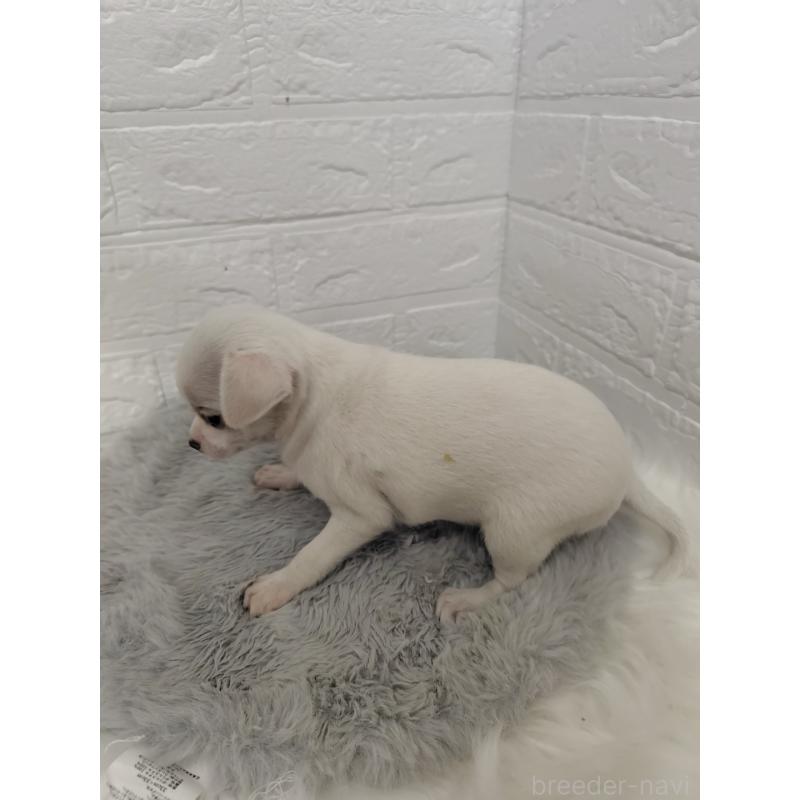 販売中の東京都のチワワ(スムースコート)-428781の7枚目