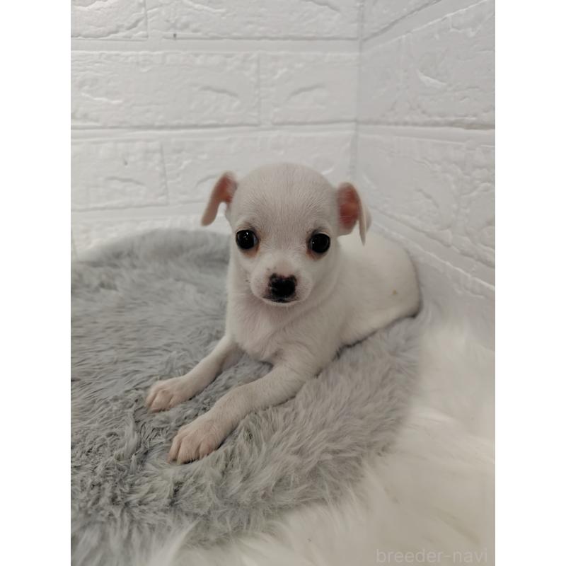 販売中の東京都のチワワ(スムースコート)-428781の4枚目