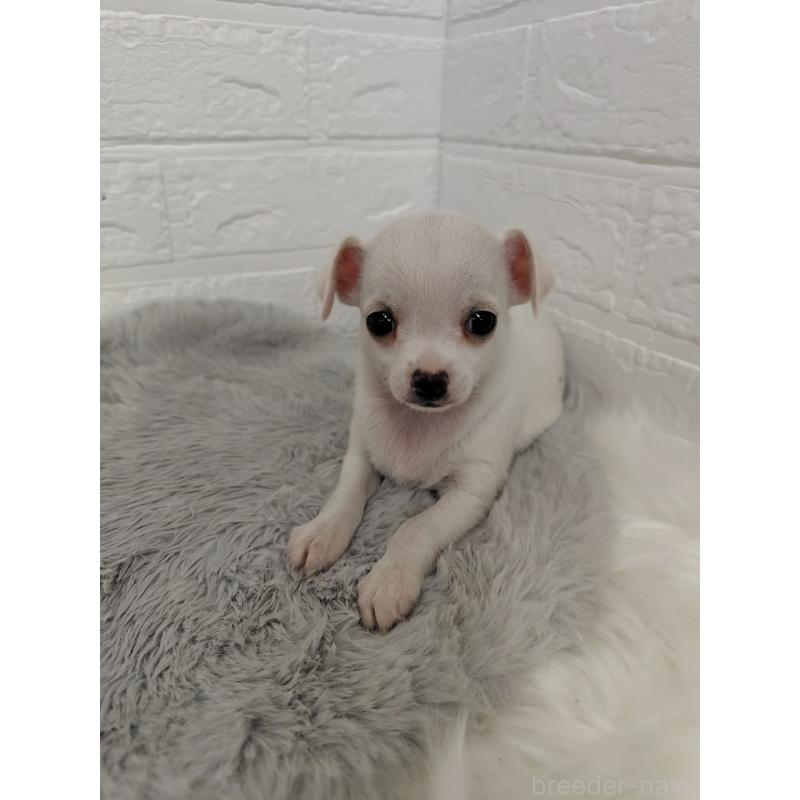 販売中の東京都のチワワ(スムースコート)-428781の3枚目