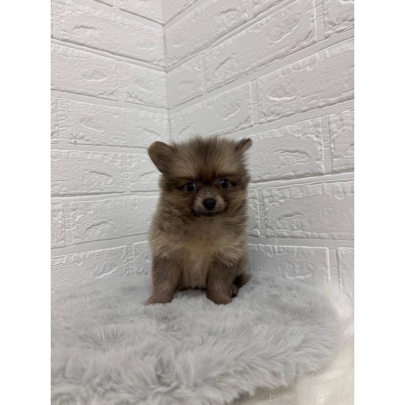 販売中の東京都のポメラニアン-428782の7枚目