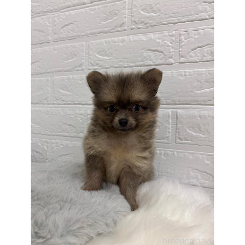 販売中の東京都のポメラニアン-428782の6枚目