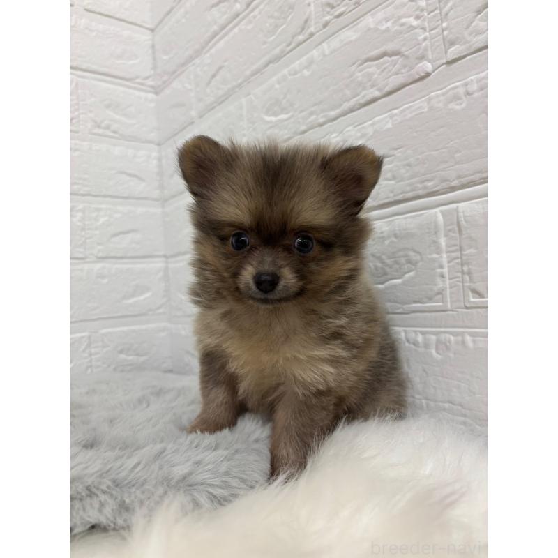 販売中の東京都のポメラニアン-428782の5枚目
