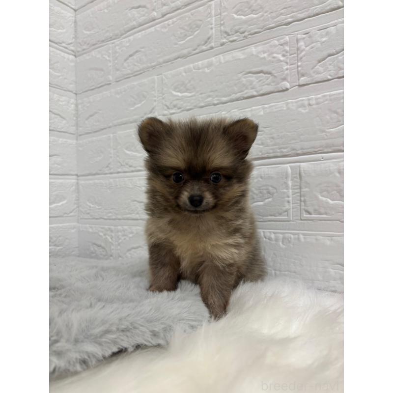 販売中の東京都のポメラニアン-428782の4枚目