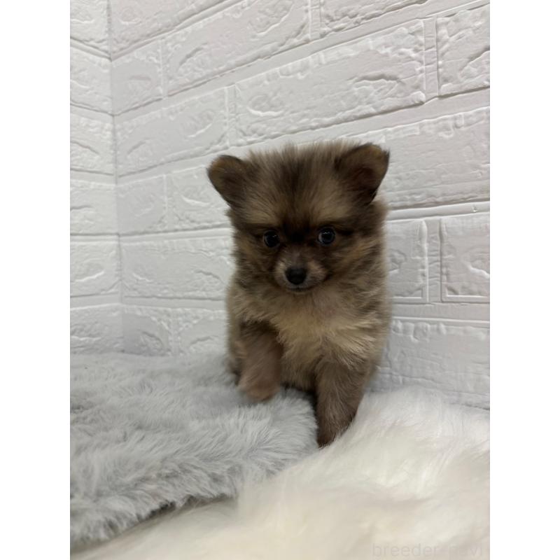 販売中の東京都のポメラニアン-428782の2枚目