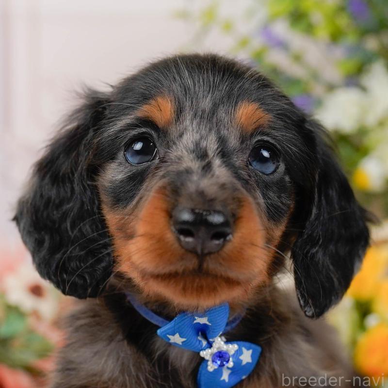 販売中の神奈川県のミニチュアダックスフンド(ロングヘアード)-428784の1枚目