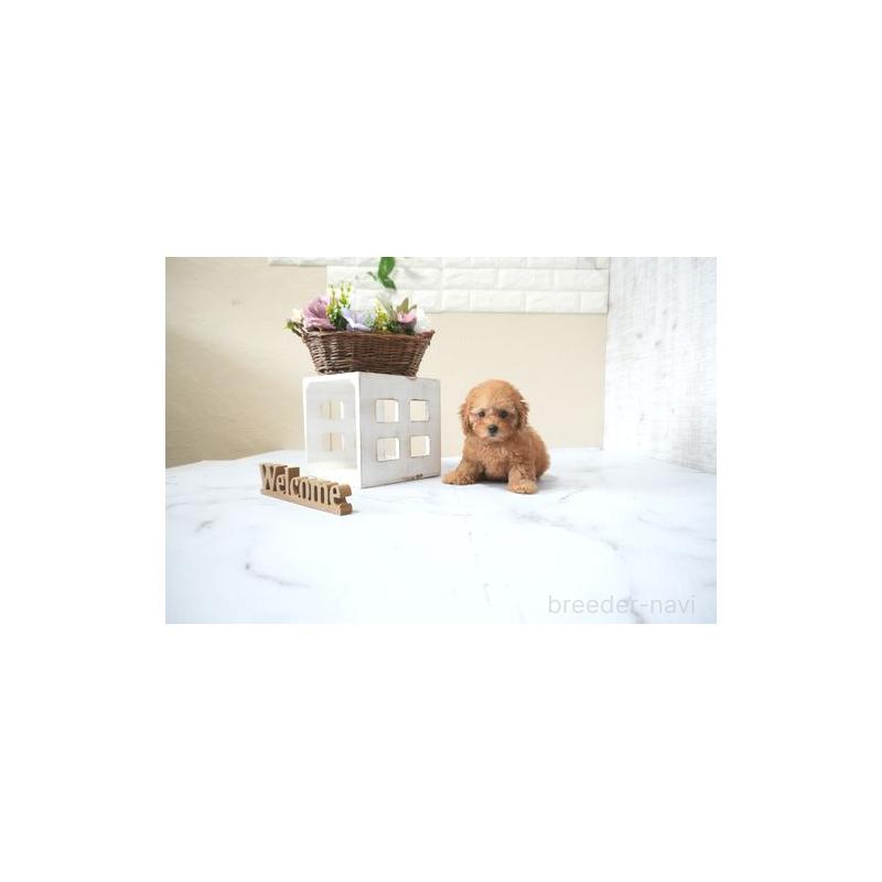 販売中の滋賀県のタイニープードル-428800の5枚目