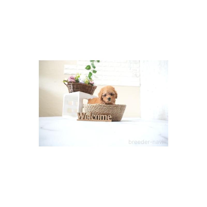 販売中の滋賀県のタイニープードル-428800の2枚目