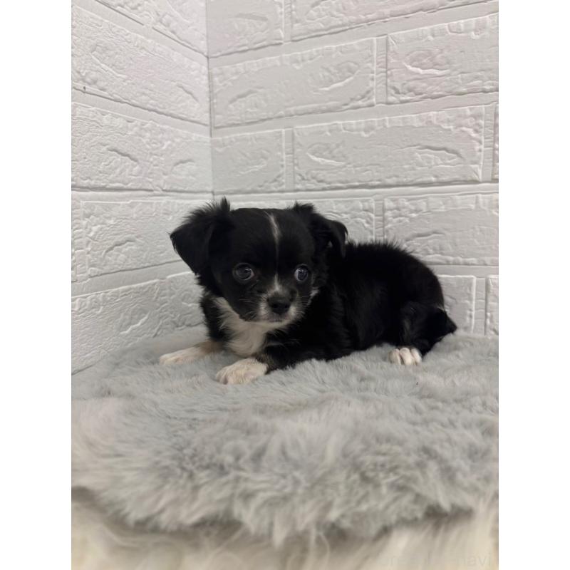 販売中の東京都のチワワ(ロングコート)-428785の5枚目