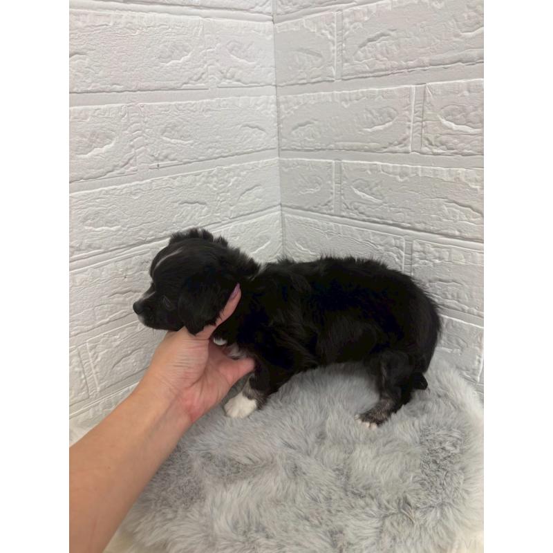 販売中の東京都のチワワ(ロングコート)-428785の4枚目