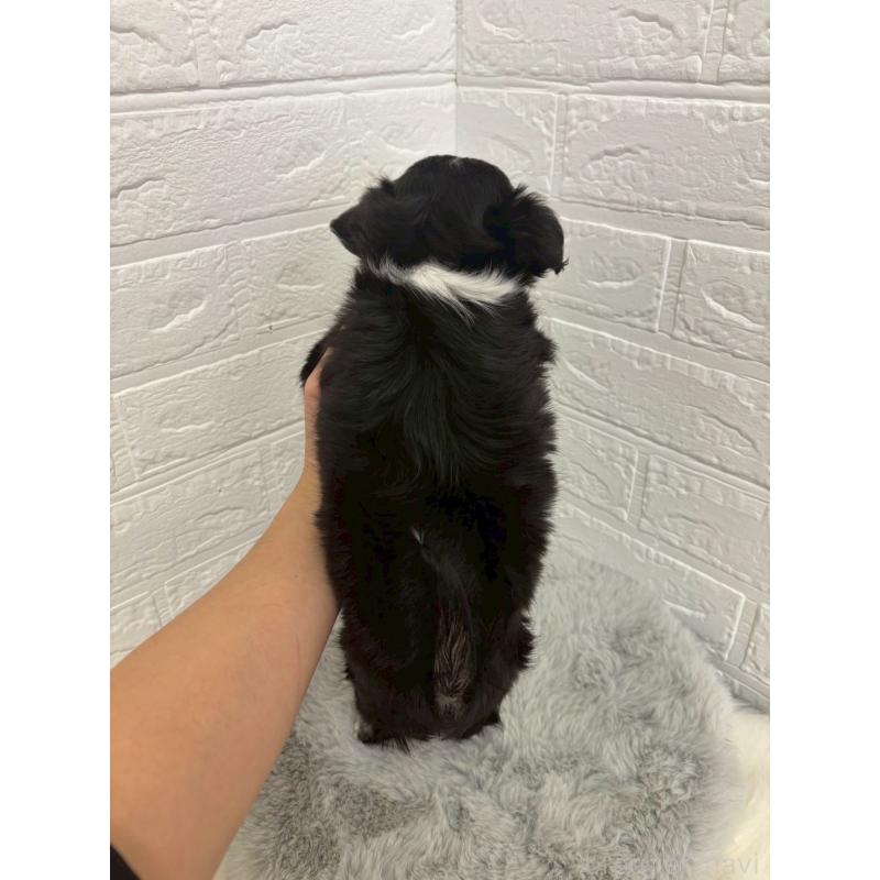 販売中の東京都のチワワ(ロングコート)-428785の3枚目