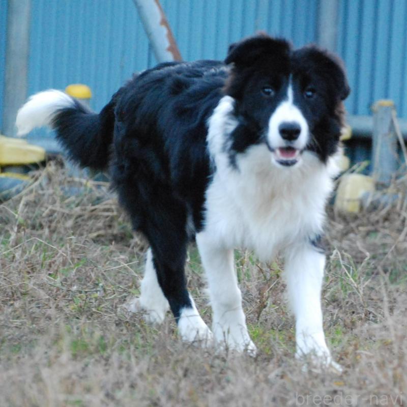 販売中の鳥取県のボーダーコリー-428786