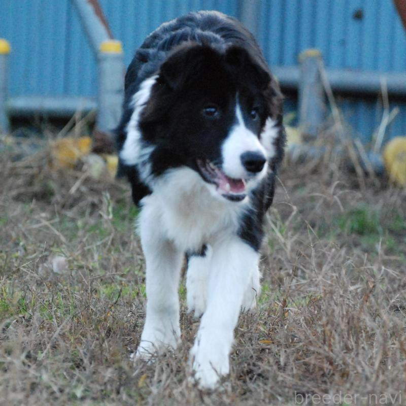 販売中の鳥取県のボーダーコリー-428786の4枚目