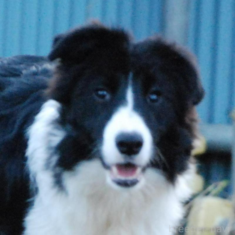 販売中の鳥取県のボーダーコリー-428786の3枚目