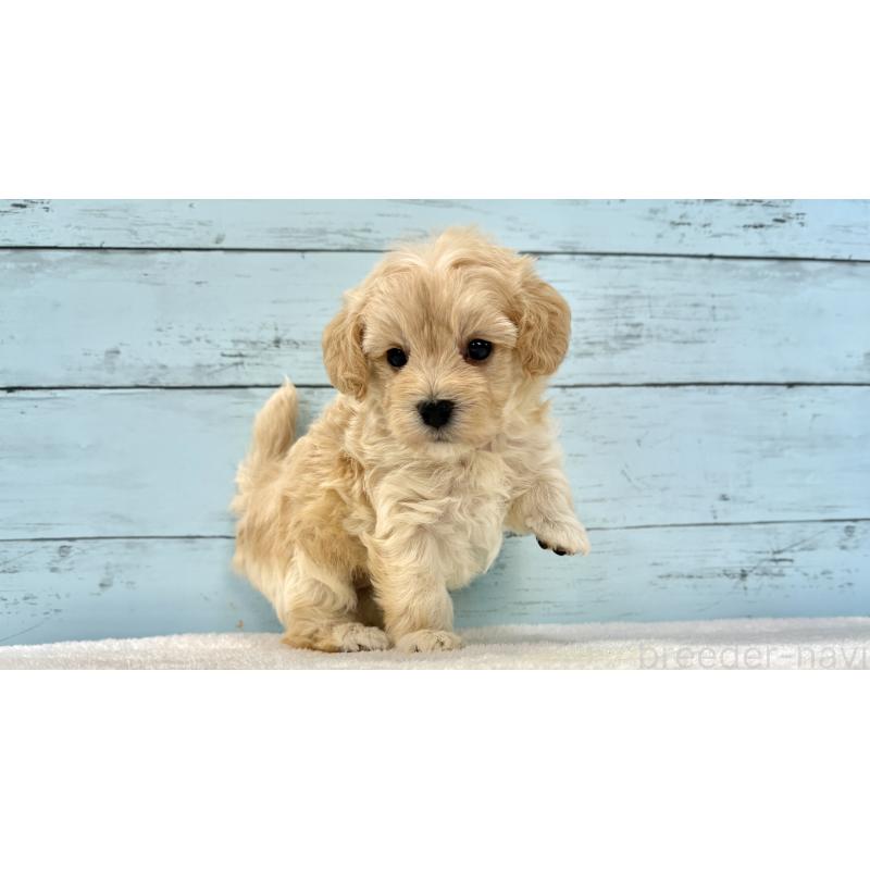 販売中の千葉県のマルプー:マルチーズ×トイプードル-428017の14枚目