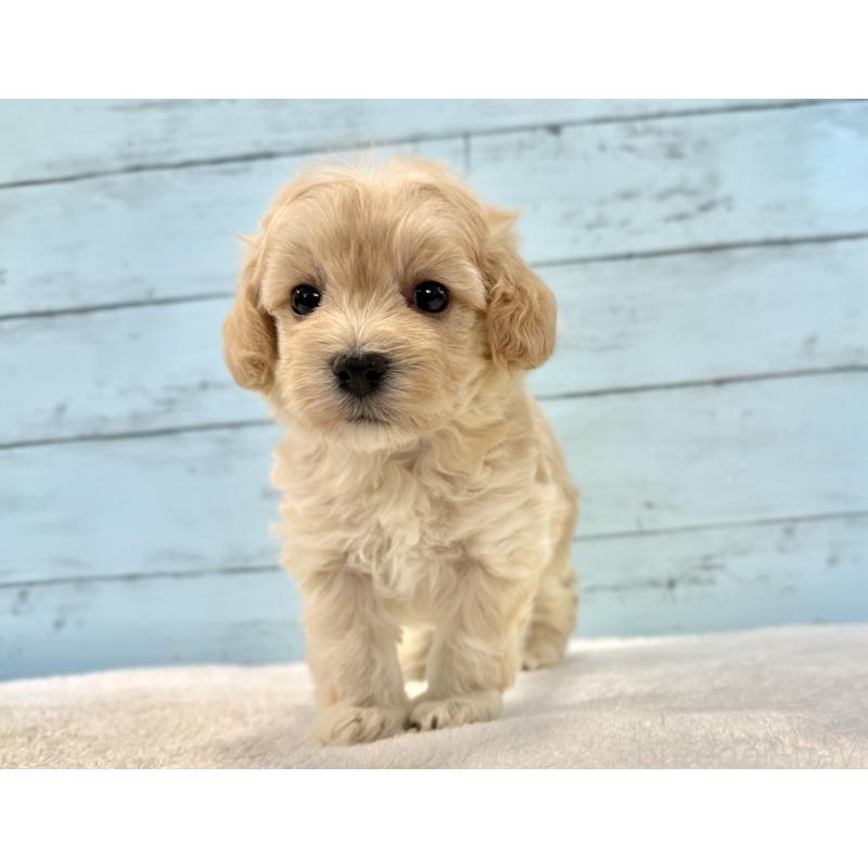 販売中の千葉県のマルプー:マルチーズ×トイプードル-428017の13枚目