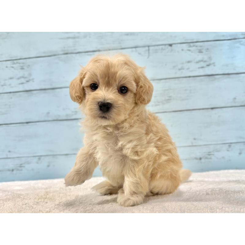 販売中の千葉県のマルプー:マルチーズ×トイプードル-428017の12枚目