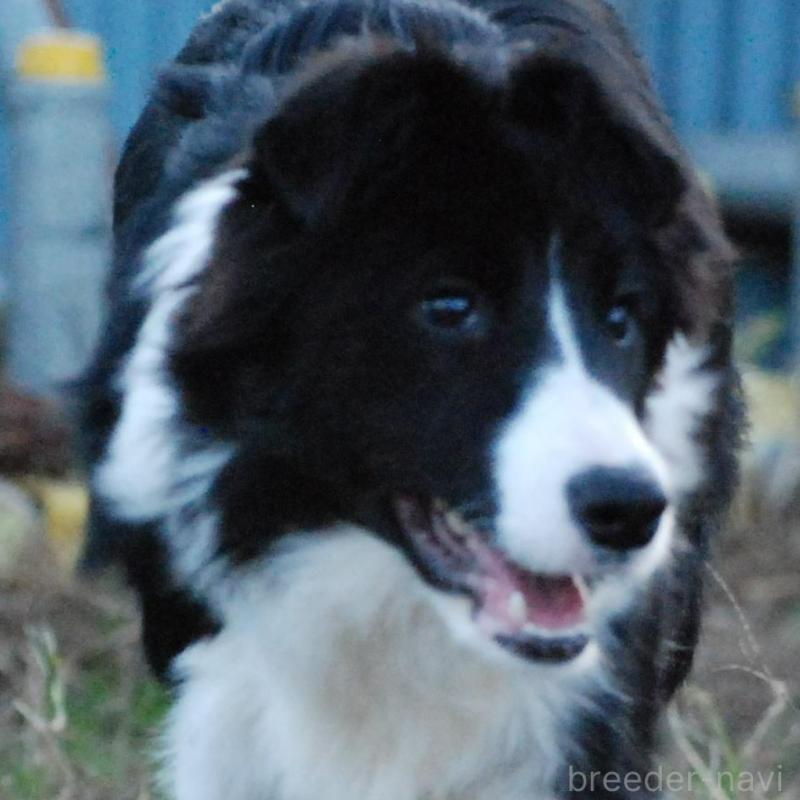 販売中の鳥取県のボーダーコリー-428786の2枚目