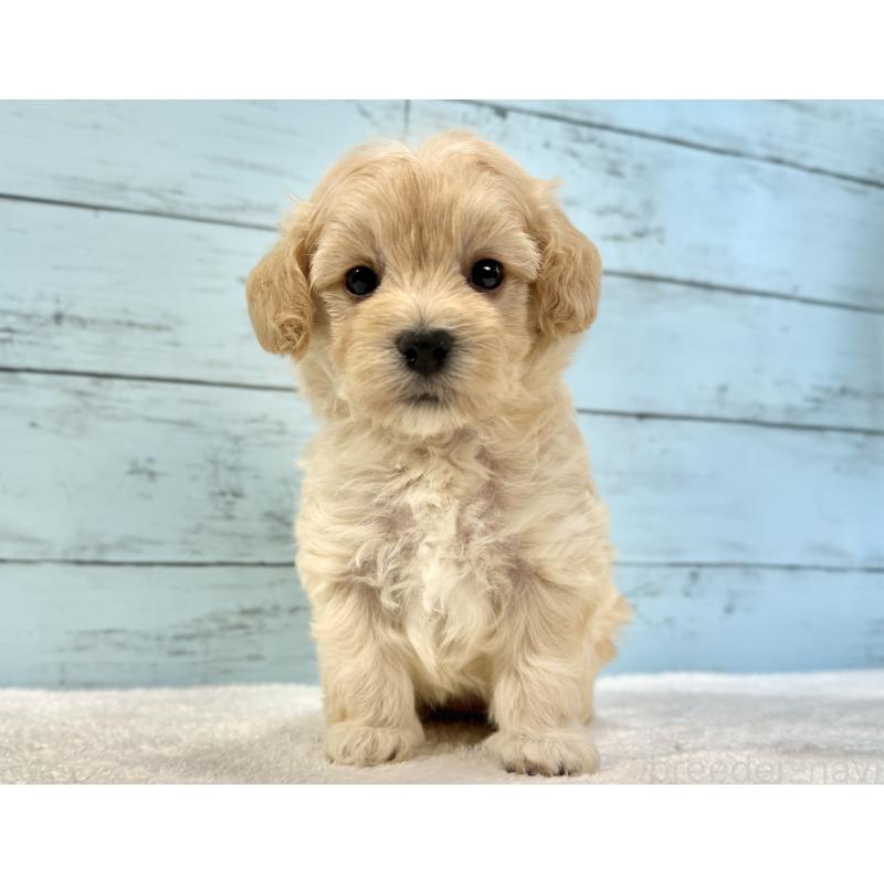 販売中の千葉県のマルプー:マルチーズ×トイプードル-428017の11枚目