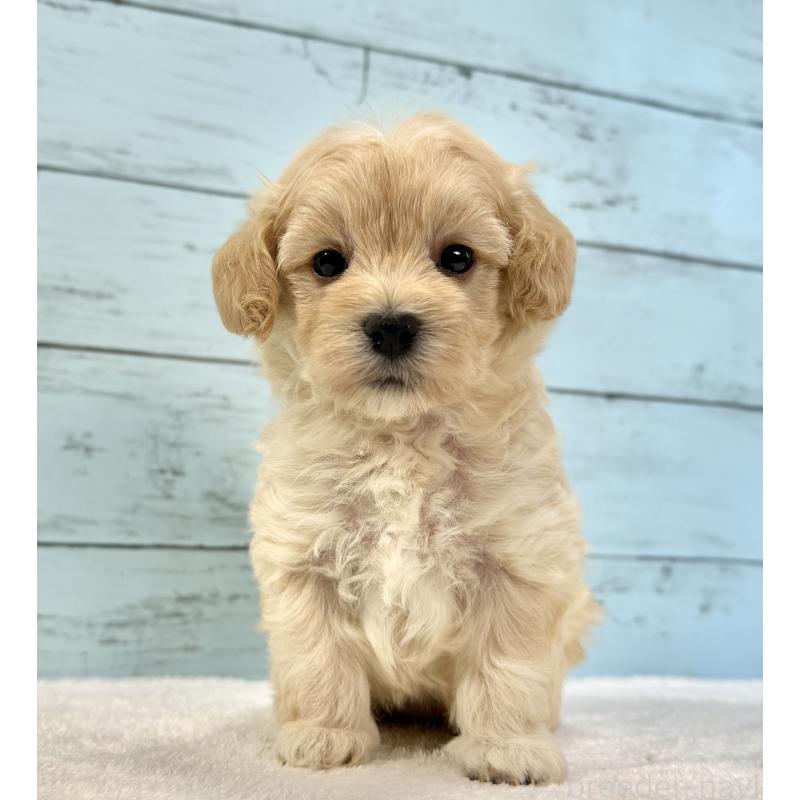 販売中の千葉県のマルプー:マルチーズ×トイプードル-428017の10枚目