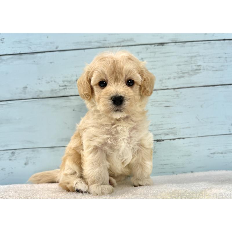 販売中の千葉県のマルプー:マルチーズ×トイプードル-428017の5枚目