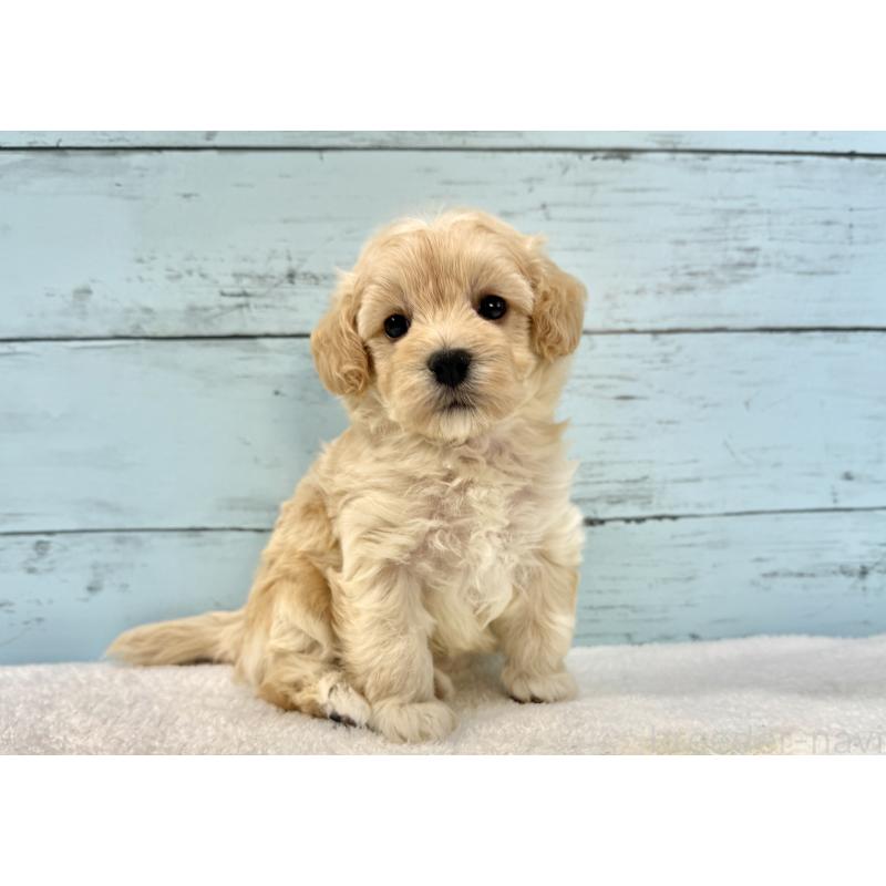 販売中の千葉県のマルプー:マルチーズ×トイプードル-428017の4枚目