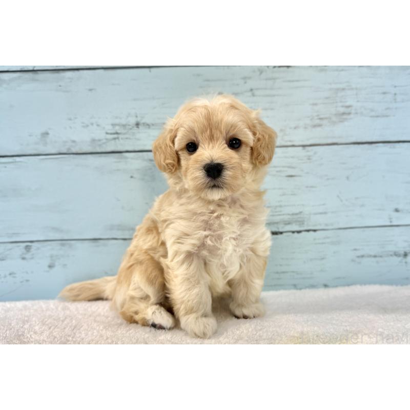 販売中の千葉県のマルプー:マルチーズ×トイプードル-428017の3枚目