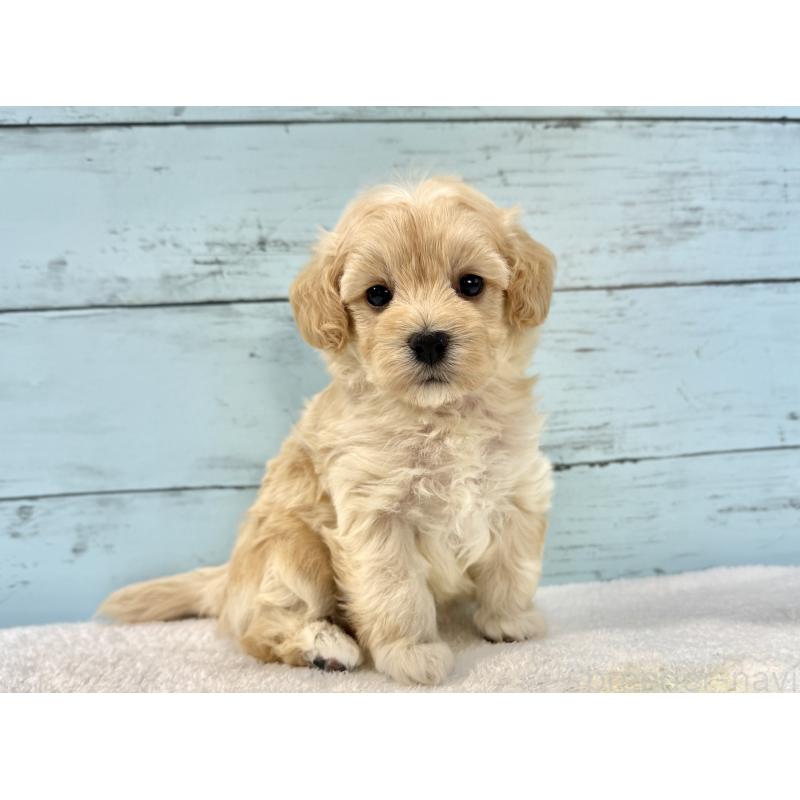 販売中の千葉県のマルプー:マルチーズ×トイプードル-428017の2枚目