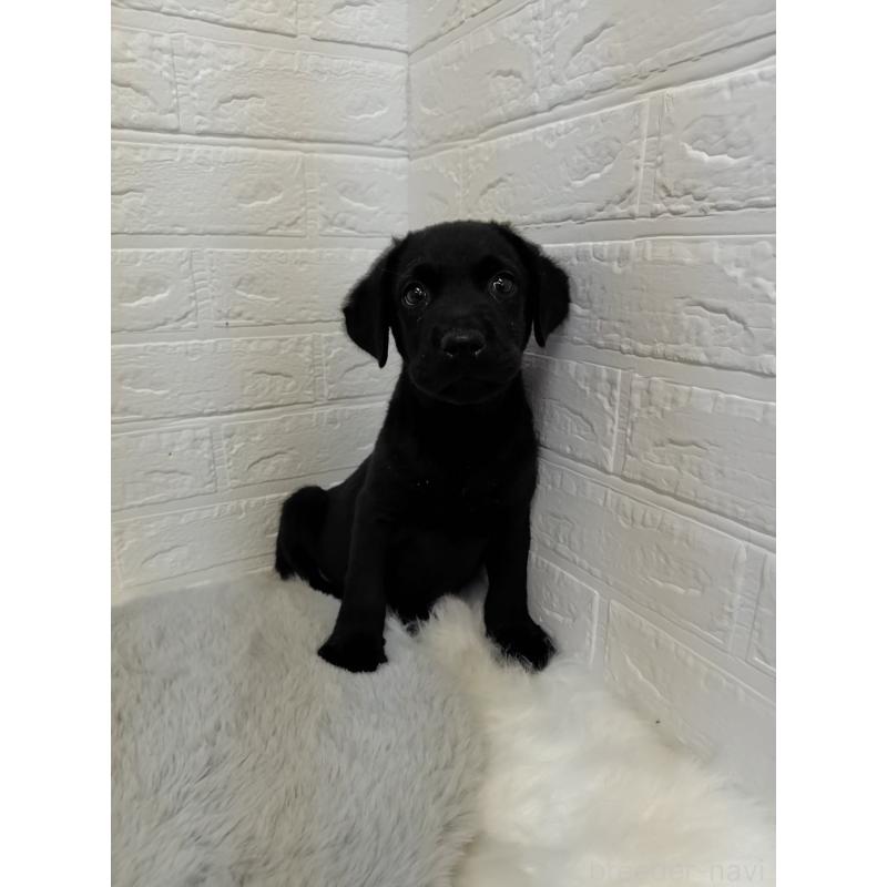 販売中の東京都のラブラドールレトリーバー-428788の5枚目