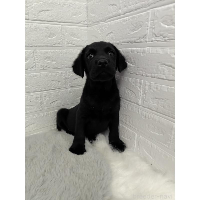 販売中の東京都のラブラドールレトリーバー-428788の4枚目