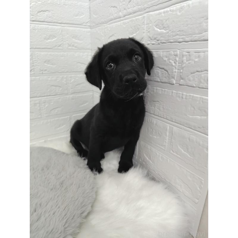 販売中の東京都のラブラドールレトリーバー-428788の2枚目