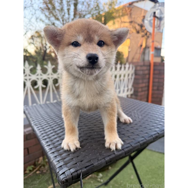 販売中の埼玉県の柴犬-428791の7枚目