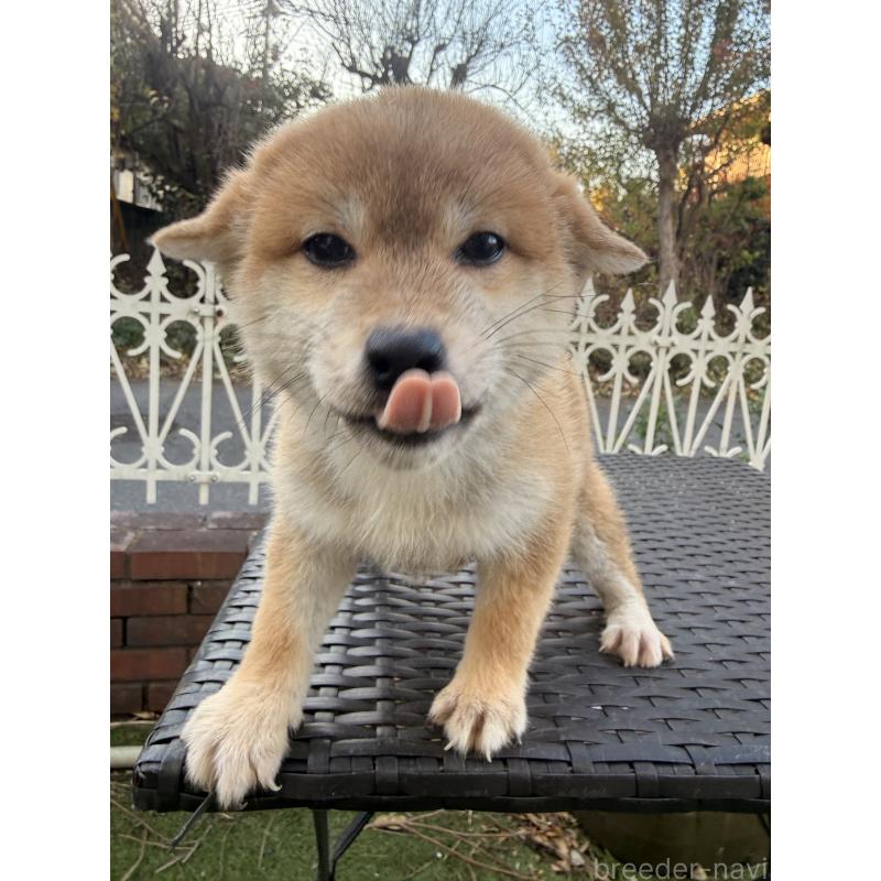 販売中の埼玉県の柴犬-428791の6枚目