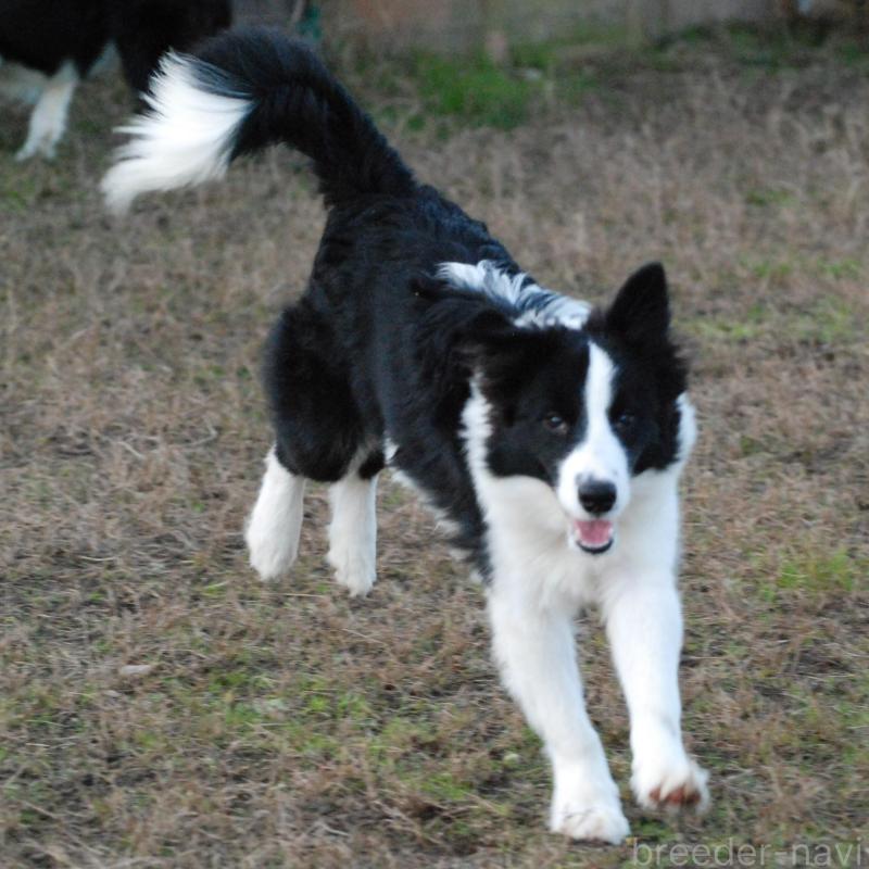 販売中の鳥取県のボーダーコリー-428796