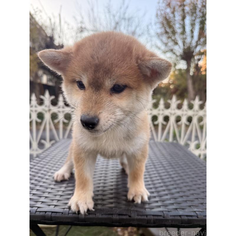 販売中の埼玉県の柴犬-428791の5枚目