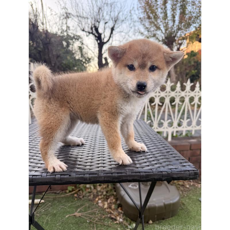 販売中の埼玉県の柴犬-428791の4枚目