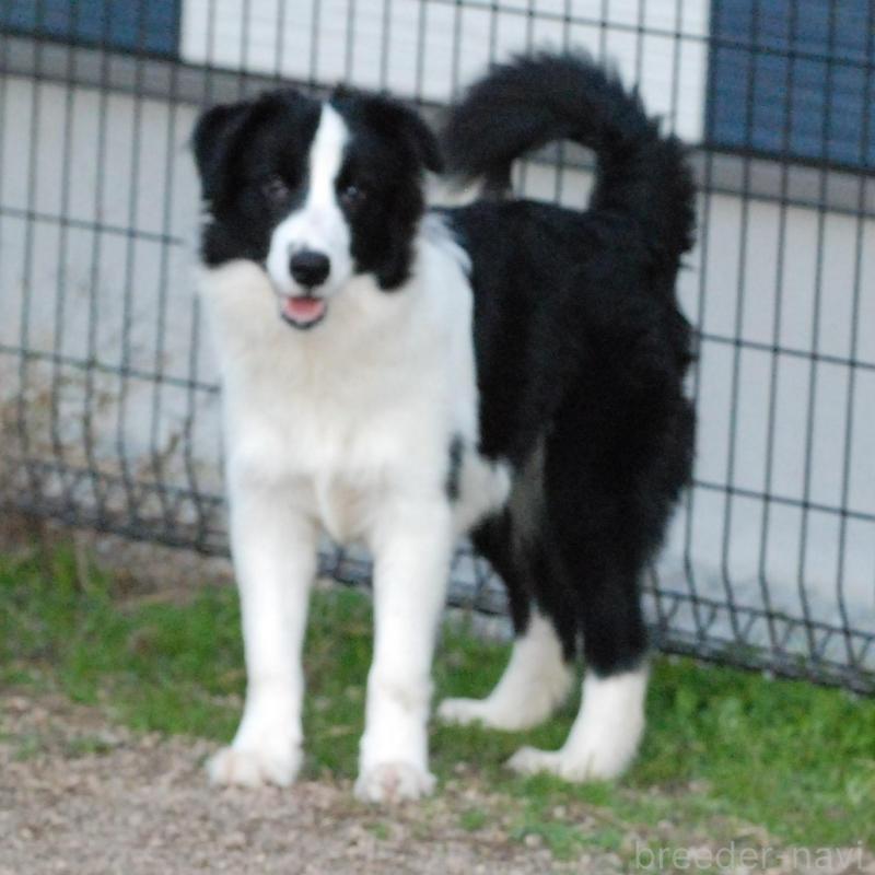 販売中の鳥取県のボーダーコリー-428796の7枚目