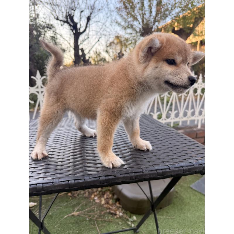 販売中の埼玉県の柴犬-428791の3枚目