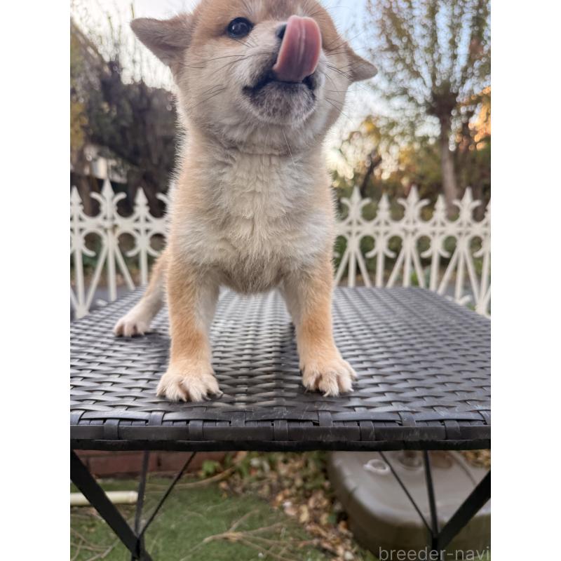 販売中の埼玉県の柴犬-428791の2枚目